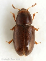 Octotemnus glabriculus