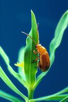 Aphthona flava - Copper Leafy Spurge Flea Beetle