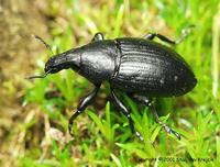 Leucophyes pedestris