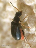 Ebaeus flavicornis