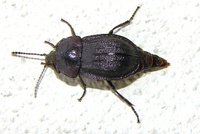 Phosphuga atrata atrata