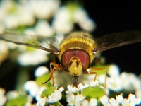 Syrphus ribesii