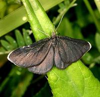 Odezia atrata - Chimney Sweeper