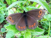 Erebia medusa - Woodland Ringlet