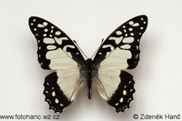 Graphium morania