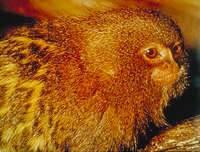 Pygmy marmoset (Callithrix pygmaea)