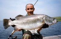 Lates calcarifer, Barramundi: fisheries, aquaculture, gamefish, aquarium