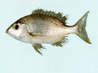Gymnocranius griseus, Grey large-eye bream: fisheries, gamefish