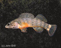 Etheostoma rufilineatum, Redline darter: