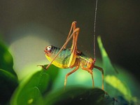 Barbitistes serricauda