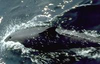 Image of: Lagenorhynchus acutus (Atlantic white-sided dolphin)