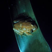 Eleutherodactylus jasperi - Golden Coqui