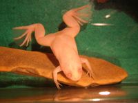 Xenopus laevis - African Clawed Frog