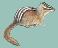 Image of: Tamias minimus (least chipmunk)