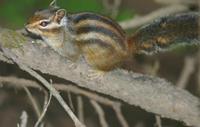 Image of: Tamias sibiricus (Siberian chipmunk)