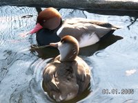 Netta rufina - Red-crested Pochard