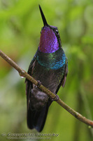 Lampornis castaneoventris calolaema - Purple-throated Mountain Gem