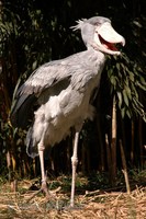 Balaeniceps rex - Shoebill