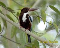 Halcyon smyrnensis - White-throated Kingfisher