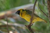 Ploceus cucullatus - Village Weaver