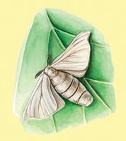 Image of: Bombyx mori (silk moth)