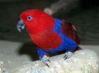Eclectus roratus - Eclectus Parrot