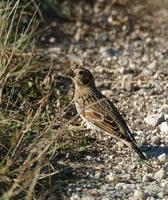 Image of: Calcarius lapponicus (Lapland longspur)