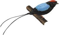 Image of: Chiroxiphia linearis (long-tailed manakin)