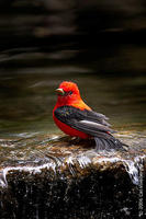 Image of: Piranga olivacea (scarlet tanager)