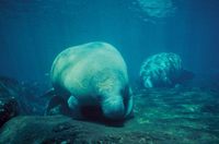 Trichechus manatus latirostris - Florida Manatee