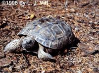 Image of: Gopherus polyphemus (gopher tortoise)