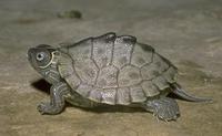 Image of: Graptemys pseudogeographica (false map turtle)