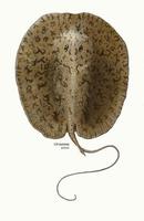 Image of: Paratrygon aiereba