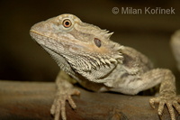 Pogona barbata - Inland Bearded Dragon