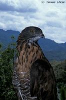 Barred Honey-buzzard - Pernis celebensis