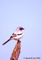 Southern Grey Shrike - Lanius meridionalis