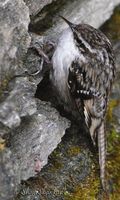 Bar-tailed Treecreeper - Certhia himalayana