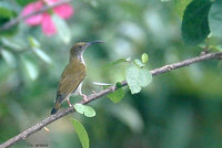 Grey-breasted Spiderhunter - Arachnothera modesta