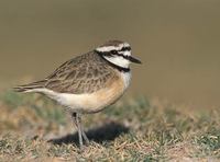 Madagascar (Black-banded) Plover (Charadrius thoracicus) photo