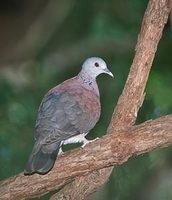 Madagascar Turtle-Dove (Columba picturata) photo