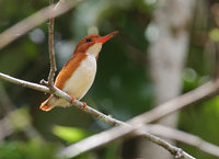 Madagascar Pygmy Kingfisher (Ceyx madagascariensis) photo