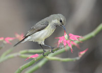 Souimanga Sunbird (Nectarinia souimanga) photo