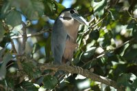 Boat-billed Heron - Cochlearius cochlearius