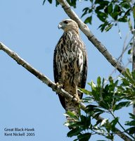 Great Black-Hawk - Buteogallus urubitinga