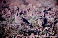 Karoo Bustard - Eupodotis vigorsii