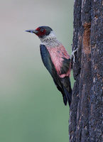 Lewis's Woodpecker (Melanerpes lewis) photo
