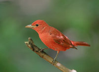 Summer Tanager (Piranga rubra) photo