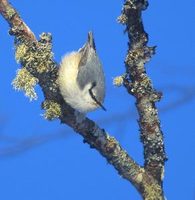 Eurasian Nuthatch (Sitta europaea) photo