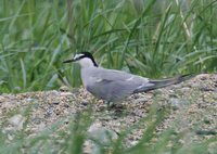 Aleutian Tern - Sterna aleutica