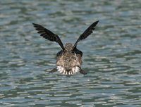 Kittlitz's Murrelet - Brachyramphus brevirostris